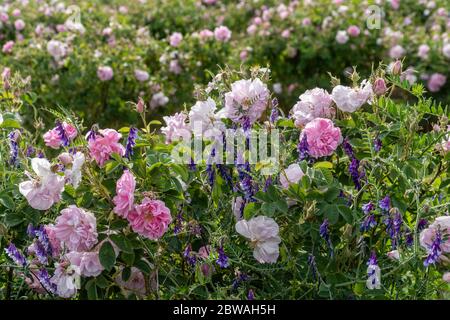 Rose et lavande - deux symboles de l'agriculture bulgare qui se développe l'un à côté de l'autre dans un jardin Banque D'Images