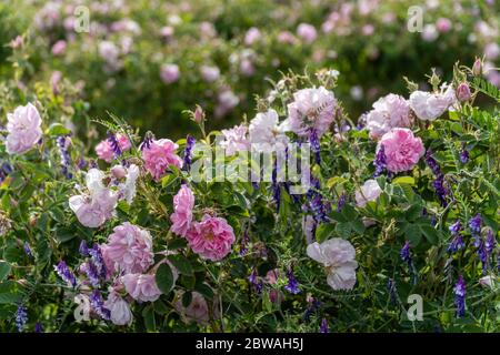 Rose et lavande - deux symboles de l'agriculture bulgare qui se développe l'un à côté de l'autre dans un jardin Banque D'Images