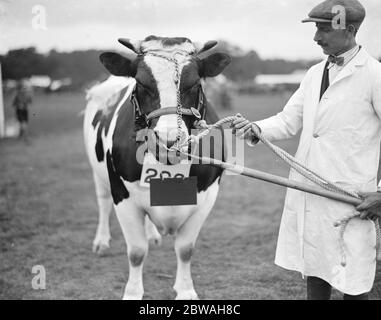 Spectacle Hertfordshire au parc Hatfield 1er prix et Champion British Holstein-Friesian bétail ' Doonside Beauty ' 9 juillet 1926 Banque D'Images