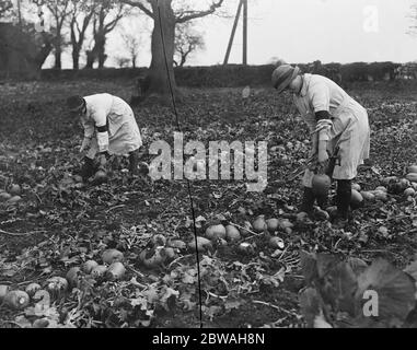 Les filles au service national sur le domaine du Duc de Westminster à Eaton Park , Chester, qui saut la récolte le 17 novembre 1917 Banque D'Images