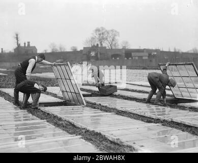 Un jardinier français de Mitcham pousse des pommes de terre sous verre , de nouvelles pommes de terre à cette période de l'année devraient fetch 2/-6 par livre 17 janvier 1917 Banque D'Images