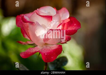 Rose et blanc grand jardin de thé hybride rose gros plan, fond romantique Banque D'Images