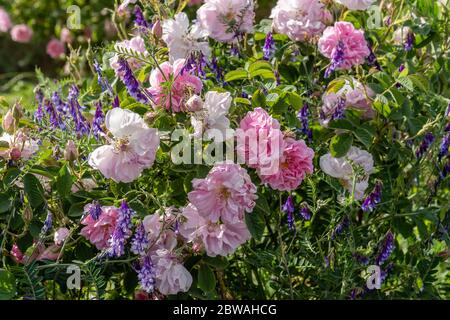 Rose et lavande - deux symboles de l'agriculture bulgare qui se développe l'un à côté de l'autre dans un jardin Banque D'Images