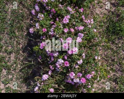 Vue aérienne des rangées de rosiers bulgares roses Banque D'Images