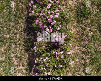 Vue aérienne des rangées de rosiers bulgares roses Banque D'Images