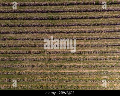 Vue aérienne des rangées de rosiers bulgares roses Banque D'Images