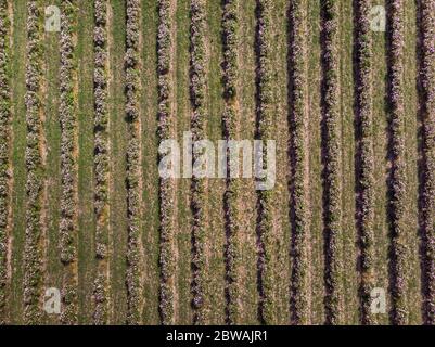 Vue aérienne des rangées de rosiers bulgares roses Banque D'Images