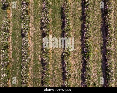 Vue aérienne des rangées de rosiers bulgares roses Banque D'Images