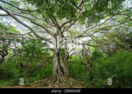 Deux arbres entrelacés Nouméa, Nouvelle-Calédonie Banque D'Images