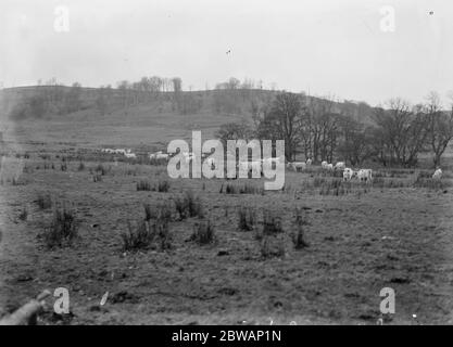 Chilingham Park Wild bovines , Northumberland 1932 Banque D'Images