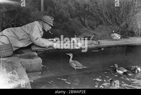 Colonie d'oiseaux de Lord Grey à Fallodon . Queue de piment en dessous , paire de sarcelle à col sur planche , canard de pommiers derrière . Banque D'Images