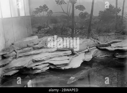 Au zoo cage contenant des alligators et des crocodiles caïman 13 janvier 1928 Banque D'Images