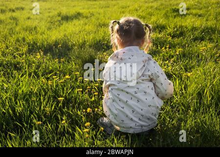 Petite fille dans la prairie cueillant des fleurs de pissenlit jaune dans le soleil jour d'été. Ressort Banque D'Images