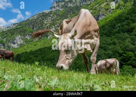 Le pâturage des vaches dans l'alpage Banque D'Images