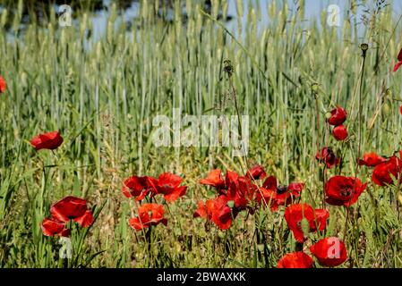 Le pavot rouge fleurit sur le fond d'un champ de blé, pas encore mûr, dans la campagne du Latium Banque D'Images