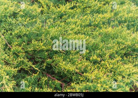 Juniperus horizontalis dans le jardin Banque D'Images