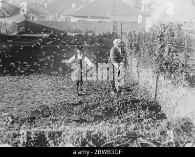 Lutte sinistre des agriculteurs avec d'énormes nuages de criquets . Récoltes florissantes détruites dans les criquets pèlerins de Transvaal occidental accrochés aux murs d'une maison à Johannesburg 22 mai 1923 Banque D'Images