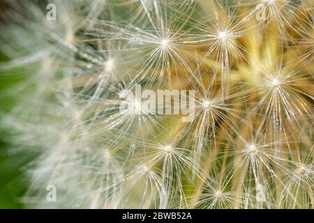 Gros plan du pissenlit blanc. Boule de soufflage en macro sur fond vert flou. Concept de fond de la nature. Banque D'Images