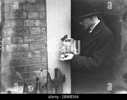 La vente d'oiseaux sauvages à Club Row , Londres ( prise pour le magazine ' The Field ' ) . 5 janvier 1933 Banque D'Images