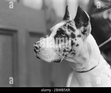 Spectacle Great Kennel Club au Crystal Palace. Le fier mastiff , Bernicea d'Ashenhurst , un premier prix . 3 octobre 1923 Banque D'Images