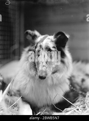 Exposition du Kennel Club au Crystal Palace . collie , Beauté bleue de Mountshannon , un premier prix . 3 octobre 1923 Banque D'Images