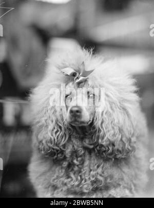 100,000 £ de chiens au spectacle Great Kennel Club Show à Crystal Palace. Une charmante étude de Miss Hester C T Thorogood's Poodle , Ambretta . 3 octobre 1923 Banque D'Images