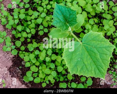 Pose à plat. Les premières feuilles vertes d'un concombre poussent dans un sol humide. Culture de légumes biologiques dans le jardin de la maison. Copier l'espace. Banque D'Images