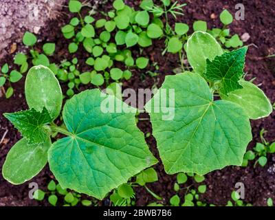 Pose à plat. Les premières feuilles vertes d'un concombre poussent dans un sol humide. Culture de légumes biologiques dans le jardin de la maison. Copier l'espace. Banque D'Images