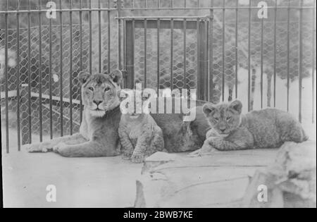 Nouveau-Zélande zoo lion petits . Une étude des oursons de lion de Nouvelle-Zélande dans le zoo municipal , Wellington , Nouvelle-Zélande . 21 novembre 1922 Banque D'Images