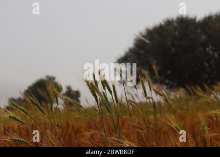 golden Rest épis de blé biologique dans le domaine agricole indien, INDE Rajasthan Banque D'Images
