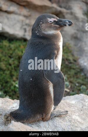 Un jeune manchot africain (Spheniscus demersus) photographié à Boulder's Beach, en Afrique du Sud. Banque D'Images