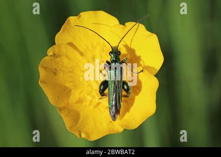 Beetle à pattes épaisses Oedemera nobilis (mâle) sur Buttercup Banque D'Images