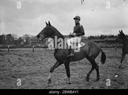 À l'hippodrome de Lingfield Park , Surrey - le cheval de course , l' As I , monté par T Morgan . 16 janvier 1932 Banque D'Images