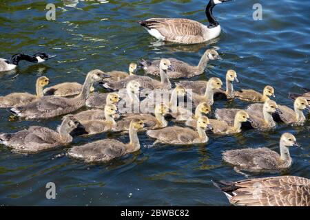 Branta canadensis Oies canadiennes sur la rivière Avon, Stratford-upon-Avon, Warwickshire, Angleterre, Royaume-Uni Banque D'Images