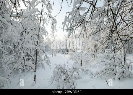 paysage dans la forêt après la neige Banque D'Images