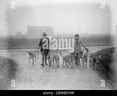 Les aspirants de la coupe Waterloo possédés et entraînés par une dame . Mlle Ruth Fawcett propriétaire et entraîneur de lévriers . Mlle Ruth Fawcett exerçant certains de ses lévriers 10 février 1923 Banque D'Images