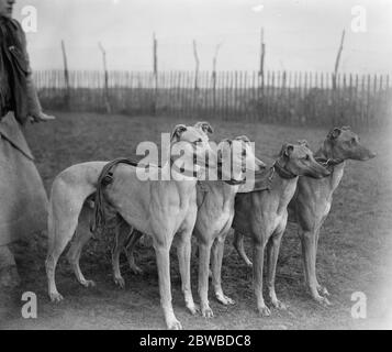 Les aspirants de la coupe Waterloo possédés et entraînés par une dame . Mlle Ruth Fawcett propriétaire et entraîneur de grayhounds d'Ewen , est probaly la seule dame propriétaire de grayhounds dans le pays qui forme ses propres chiens de gauche à droite flatteuse prévision , future flamme , Flash et Flare et combat final , Quatre des grayhounds de Miss Fawcett ont été formés pour la coupe Waterloo. 10 février 1923 Banque D'Images