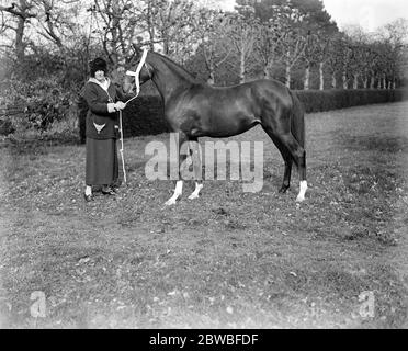 Lady Wentworth ' s Arab Thouroughbreds Lady Wentworth , célèbre comme éleveuse de chevaux arabes , a sa ferme de clous à Crabbet Park , Sussex , et s'intéresse de près à l'élevage , la rupture , et la scolarisation de ces beaux animaux . Ici, elle est debout avec ' Nasira ' a Crabbet Park ' STIR gagnant de la médaille d'or au dernier spectacle royal 17 mars 1923 Banque D'Images