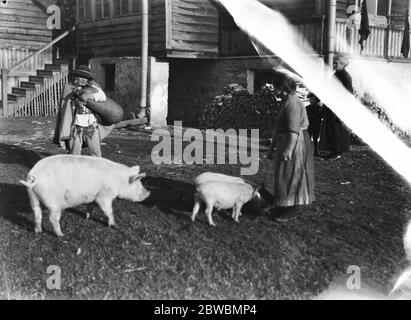 Une piper polonaise du district de montagne de Tatra près de Zakopane jouant un morceau pendant qu'une paysanne nourrit les porcs à proximité. 24 octobre 1921 Banque D'Images