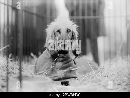 Une célébrité unique mais triste à un grand spectacle de chiens. Le chien courant afghan solitaire et sordide pleure son manque de pedigree . Ce chien afghan a été amené en Angleterre par le major J Bell Murray . Il n'y avait pas d'autre animal de sa race dans le spectacle et c'était le seul participant sans pedigree . 8 février 1922 Banque D'Images