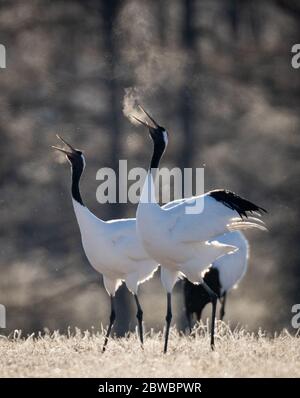 Deux grues à couronne rouge dansant le mariage rituel danse et respirer dans le froid au sanctuaire de la grue Tsurui Ito Tancho à Hokkaido, Japon Banque D'Images