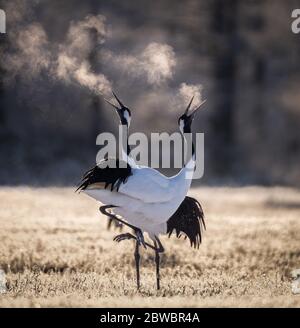 Deux grues à couronne rouge dansant le mariage rituel danse et respirer dans le froid au sanctuaire de la grue Tsurui Ito Tancho à Hokkaido, Japon Banque D'Images