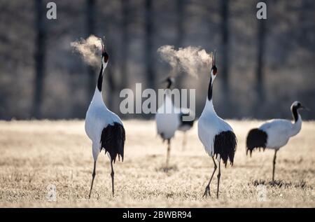 Groupe de grues à couronne rouge dansant rituel mariage danse et respiration dans le froid au sanctuaire de la grue Tsurui Ito Tancho à Hokkaido, Japon Banque D'Images