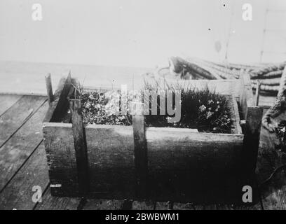 Tentative audacieuse de dériver à travers la mer polaire . Enfermé dans la glace pour vingt-quatre mois . Le jardin . En 1918, l'expédition a pris ce morceau de gazon sur la côte sibérienne , ces plantes rustiques ont fleuri et fleuri chaque été . 1er janvier 1926 Banque D'Images