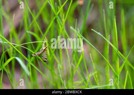 Moustique multicolore, insectes de printemps sur fond d'herbe verte Banque D'Images