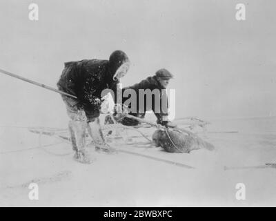 Tentative audacieuse de dériver à travers la mer polaire . Enfermé dans la glace pour vingt-quatre mois . Transporter un morse harpoonné sur de la glace fine . ' expédition Maud ' 1er janvier 1926 Banque D'Images