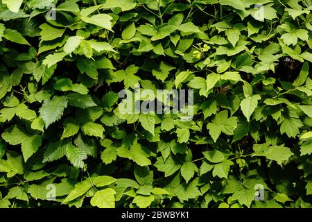 Feuilles vertes de raisins sauvages contrastant des photos Banque D'Images