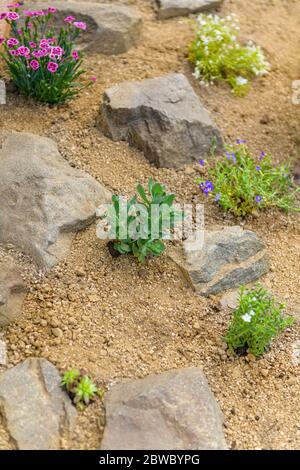 Jardin de rocarie récemment planté. Fond de jardin de roche avec sedum, dianthus, phlox et fleurs succulentes rossétes. Banque D'Images