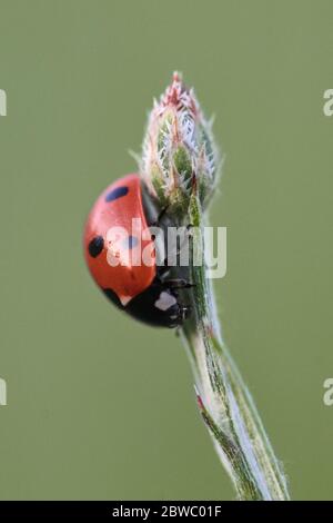 Macro gros plan d'un coccinellidae ou d'un coccinellidae sur un bourgeon de fleur vert Banque D'Images