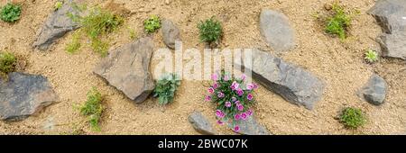Jardin de rocarie récemment planté. Bannière vue de dessus de Rock Garden. Banque D'Images